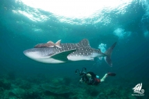 Dive-with-whalesharks