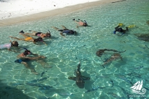 Wayag---Shark-Feeding