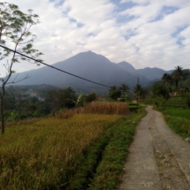 09 Mountain View with rice field